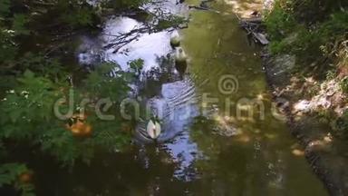 一群白鹅漂浮在河上。 在阳光明媚的日子里，家禽在村子里洗澡和游泳